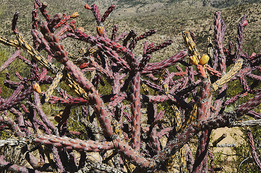 colorful staghorn cholla